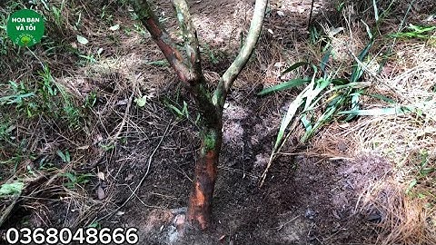 Sim rừng mời các bác xem tham khảo