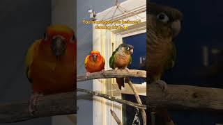 Crazy And Adorable Birds