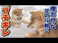 【豆柴】こてんぱんに負けても立ち向かう男、幾三！【子犬】【多頭飼い】【柴犬】