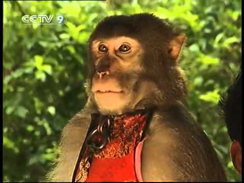 Video: Monkey Island (Nanwan Monkey Island) beskrivning och foton - Kina: Hainan Island