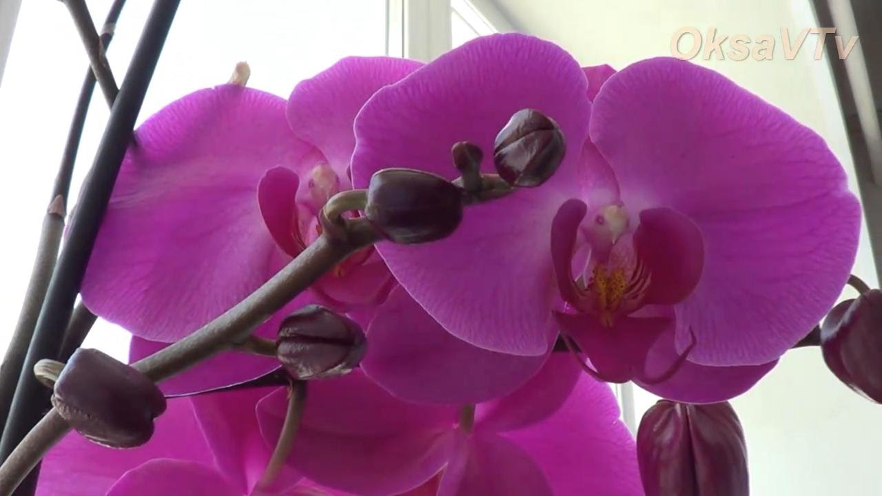 Орхидея Phalaenopsis цветоносы заключительная часть. Orchid flower