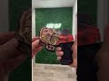 Staccato CS TLR7 Sub Holsters