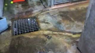 Caac-Dogs Underwater