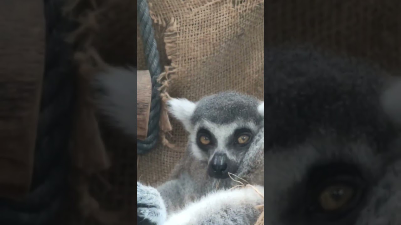 Sleepy Lemur