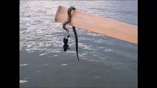 Dice snake-Șarpele de apă (Natrix tessellata)