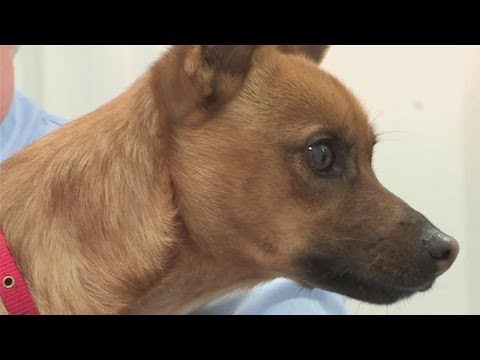 Video: Er hudkræft hos hunde forårsaget af solen?