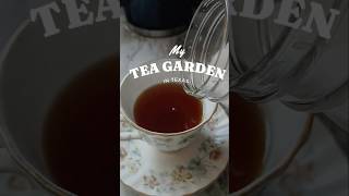Herbs I Grow For Tea In My Texas Garden texasgarden tea herbgarden