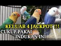 Keluar 4 jackpot cukup pakai indukan paket hemat