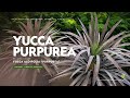 YUCCA PURPUREA