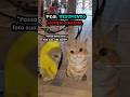 QUEREM PARTE DOIS?🕷️[#naoflopa #gatos #capcut #shorts #memes #viralshorts #vaipraforyou