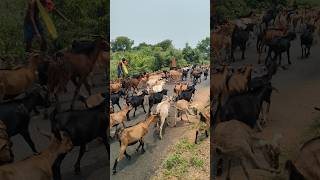 Goats Returned Home after Eating in the Forest🐑🐐🏠🌿|| #gourigoatfactoryodisha #goat #shorts #trending