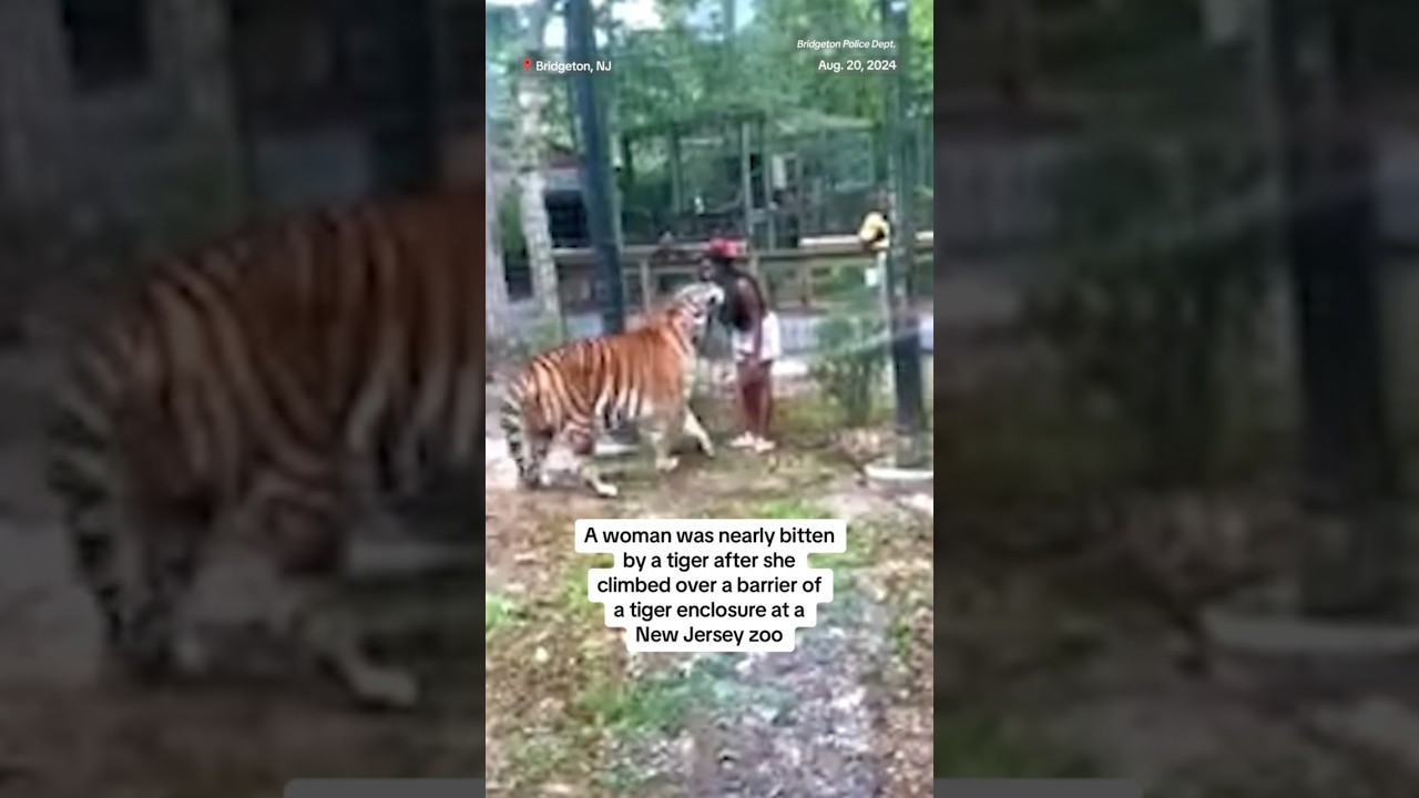 Woman nearly bitten by tiger after climbing over barrier of enclosure at New Jersey zoo Woman nearly bitten by tiger after climbing over barrier of enclosure at New Jersey zoo