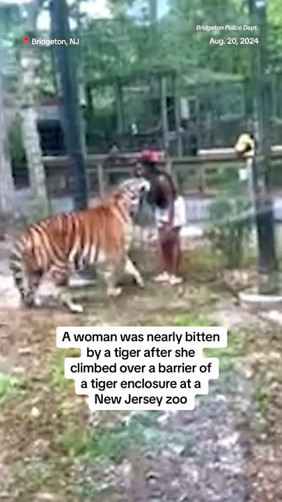 Woman nearly bitten by tiger after climbing over barrier of enclosure at New Jersey zoo