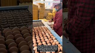 How Vacuum Lifters Speed Up Egg Packing