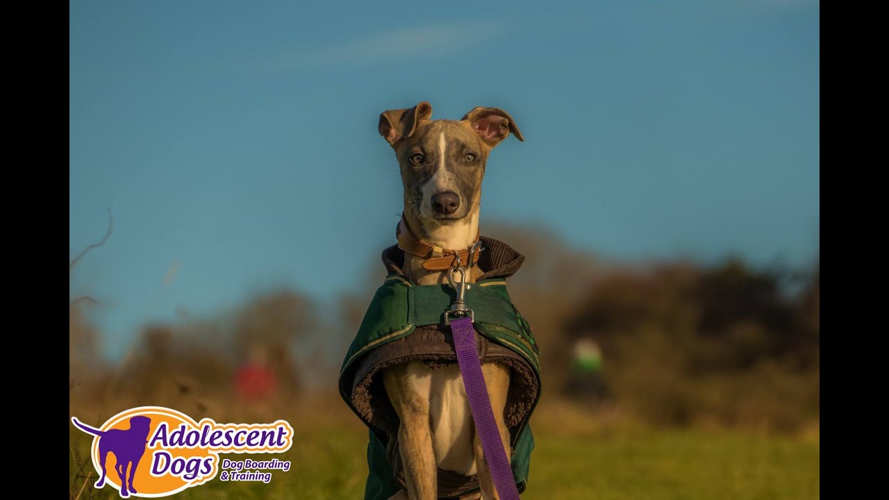 Archie - Whippet Puppy - 2 Week Residential Dog Training at Adolescent ...