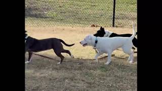 Bonita And Friends In Playgroup At The Spca