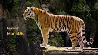 Lazarus   MariaDB - 1 - Introduction