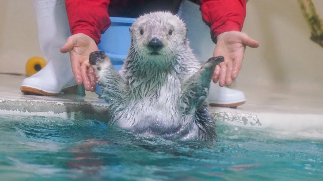 メイちゃんに仲間が！キラちゃん登場〈鳥羽水族館〉