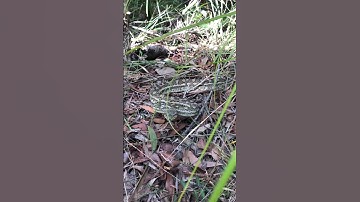 Classic Defensive Display - Coastal Carpet Python