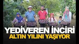 Manisa'da Topladıkça veren incir hem ağızları tatlandırıyor hem de üreticinin yüzünü güldürüyor