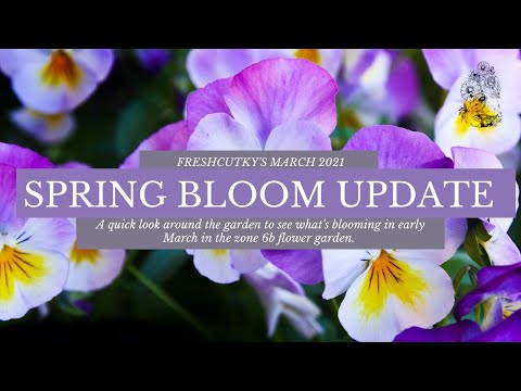 MARCH BLOOM UPDATE: SPRING IS ALMOST HERE! Pansies, Anemones, Daffodils, and More!