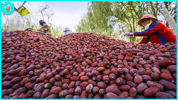 How To Harvest 9 Million Tons Of Unique Jujube – Great Fruit Harvest