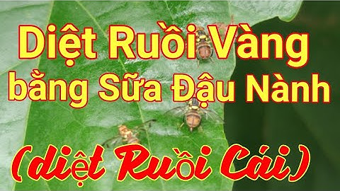 Cách diệt RUỒI VÀNG (cả ruồi Cái & Đực) bằng Sữa Đậu Nành | #ruoivang #dietruoivang #ruoiducqua