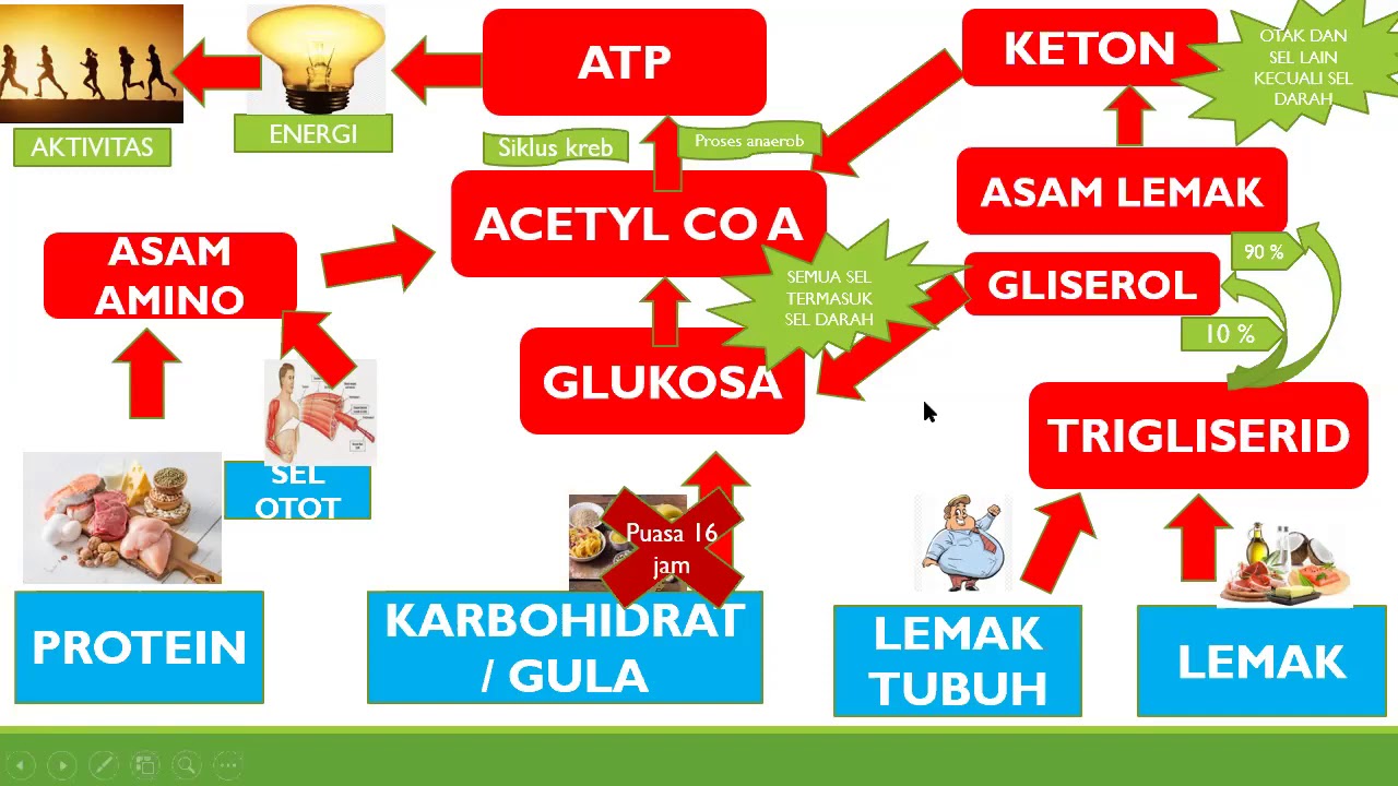  SUMBER ENERGI MANUSIA  YouTube