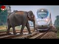 Tragic 30 Horrifying Moments Of Animals Colliding With Trains Part2 Tragic 30 Horrifying Moments Of Animals Colliding With Trains Part2