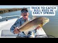 Trick to catch bull redfish in early spring