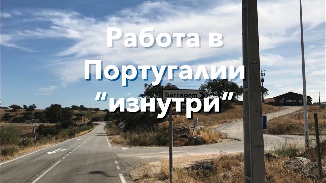 Работа в Португалии: сбор оливок