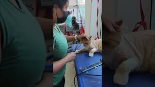 Cat Slaps Groomer While Getting Groomed