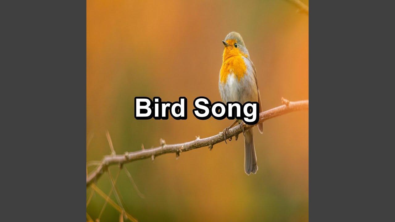 Relaxing Bird Sounds Stress Relief To Loop for 10 Hours - YouTube