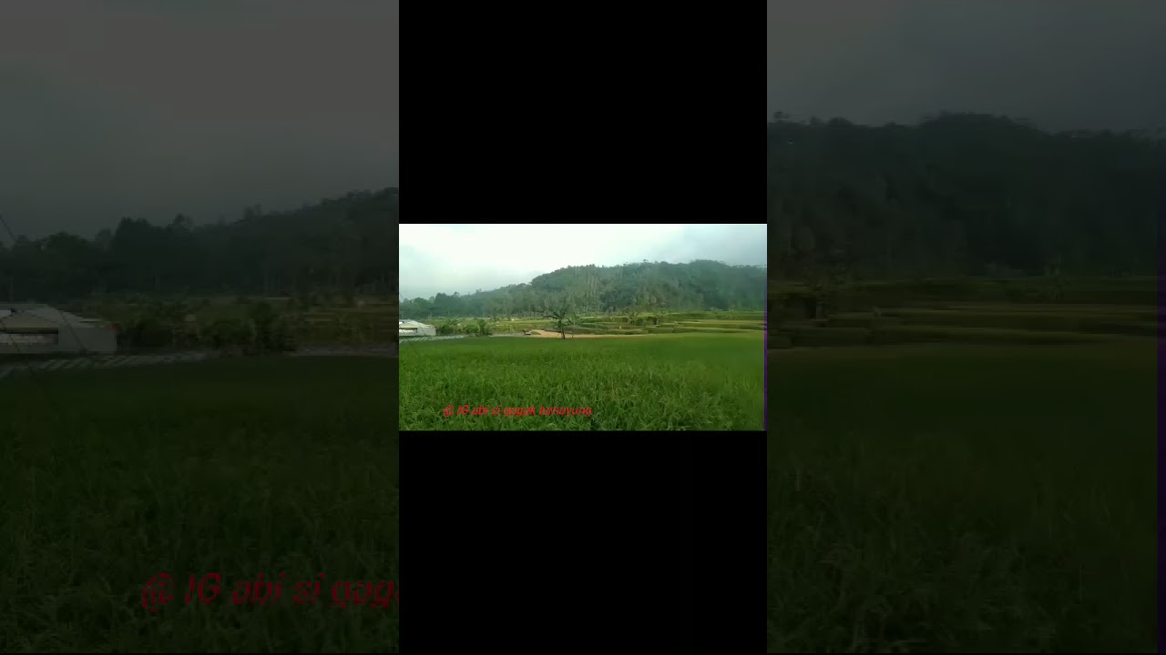 Story WA kicau burung pagi hari 