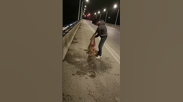 Fishing reel, Cast net fishing video Catch Tons of fish  Traditional Net Catch fish On River 10