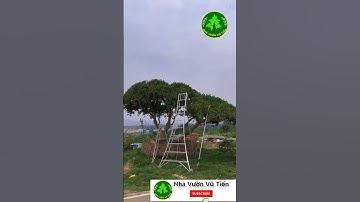 Cây lựu Cổ Ấn Độ 200 Năm tuổi Siêu Khủng| Nhà Vườn Vũ Tiến#shorts