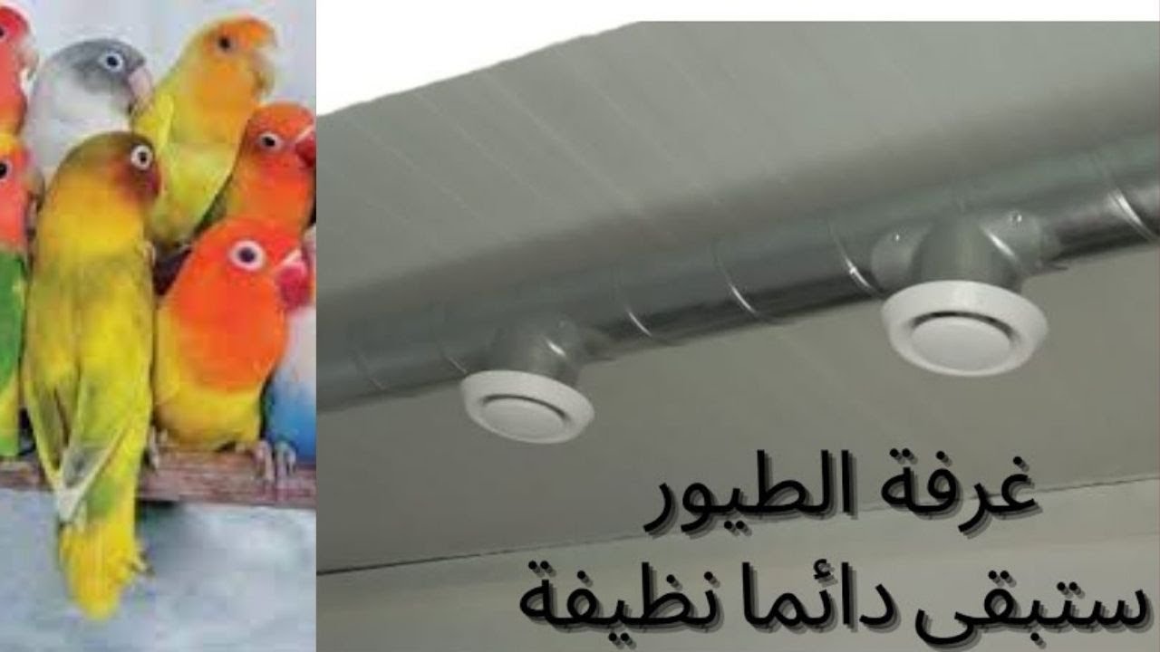 قل وداعا للروائح الكريهة التي تؤذي العصافير | تركيب نظام التهوية لغرفة الطيور