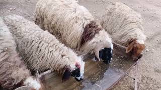 غنم/فلم وثائقي من تربية الأغنام في جبل  sheep shingall Folklore Iraq