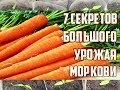 Секреты выращивания крупной здоровой моркови / Важные советы по уходу за морковью