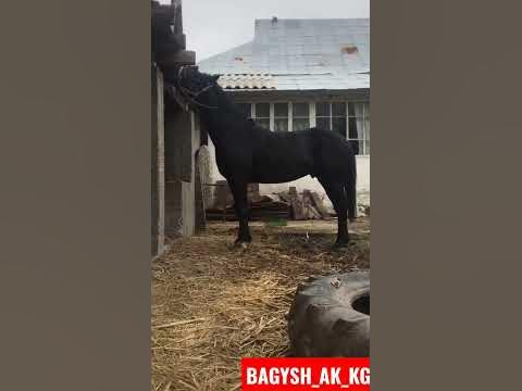 Накыл создор #аттар #бузкаши #kokboru #кокбору #кокпаркокбору #ulak # ...