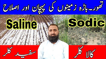 What are saline sodic soils | How to reclaim saline sodic soils | Bilal Kanju Official