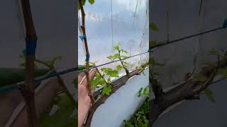 Download Lagu Pembentukan tersier untuk ruas daun yang pendek tabulampot anggur MP3