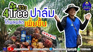 สวนปาล์ม ใช้โฟร์ทรี ได้ผลผลิตเพิ่มขึ้นมาก | รีวิว 4tree | สังคมเกษตรเงินล้าน