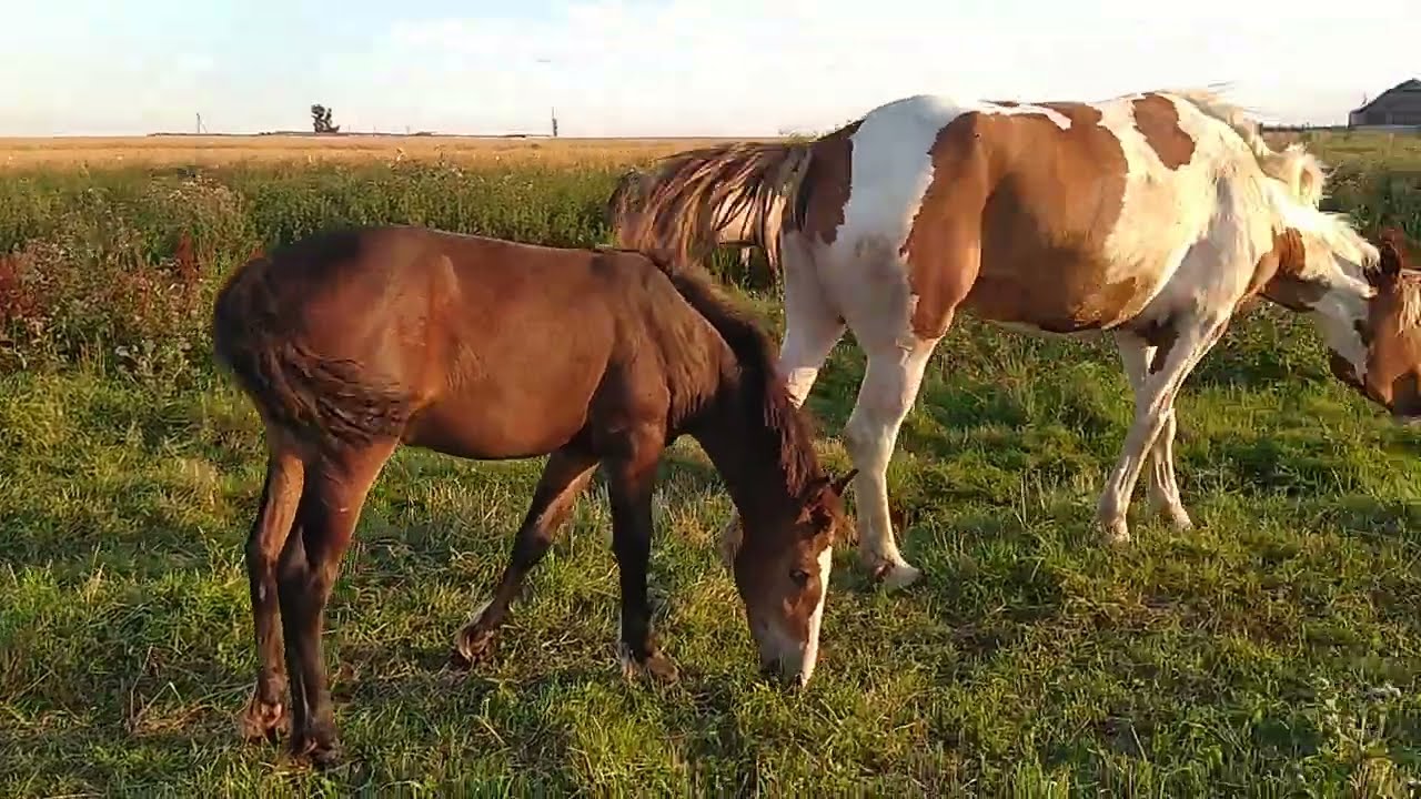 Прогулка лошадей - YouTube