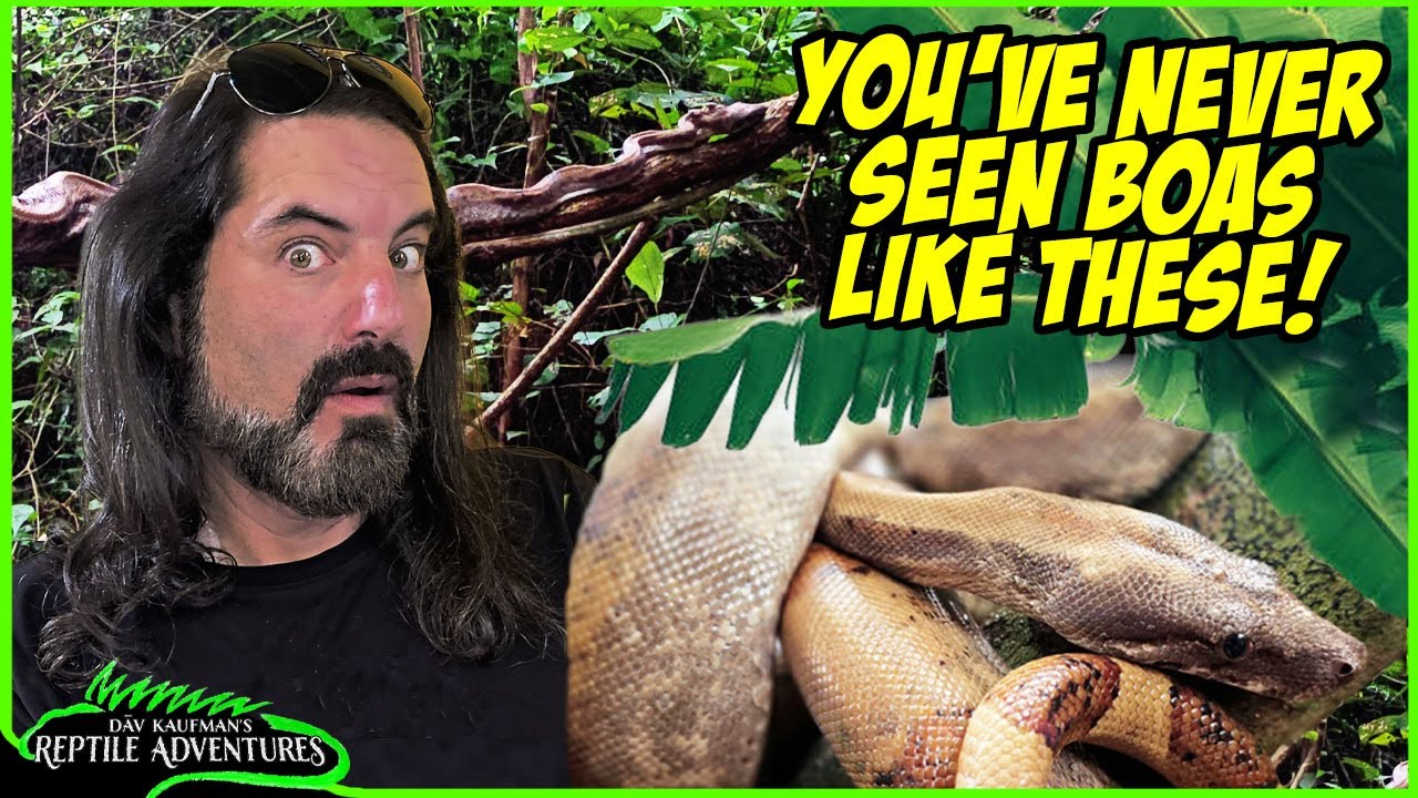 This BOA is so RARE, most people don't know it exists! Panama's Pearl Islands Reptile Adventure!
