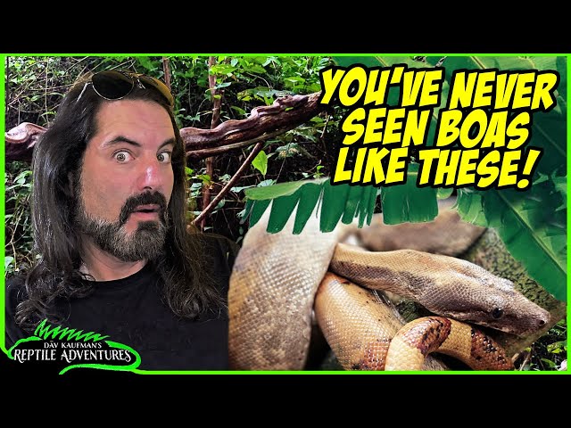 boa トール・スネークEP serial This BOA is so RARE, most people don't know it exists! Panama's
