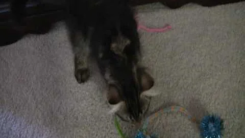 Video 4231111: siberian male cat