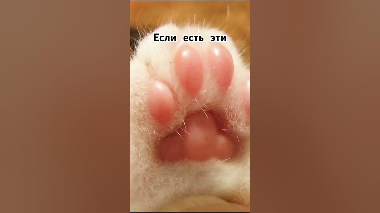 Табо лапки #лапка - YouTube