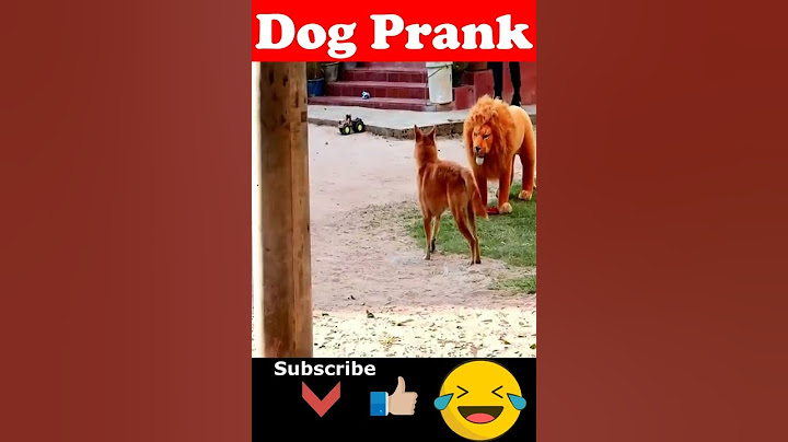 😂😅 Fake Lion Prank Dog How they Reaction , Funny Can't Stop Laugh 🤣
