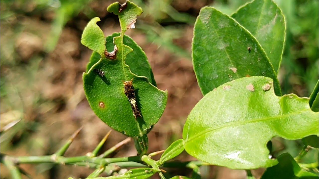 Control Citrus Worms in Lemon Plant by using Organophosphorus